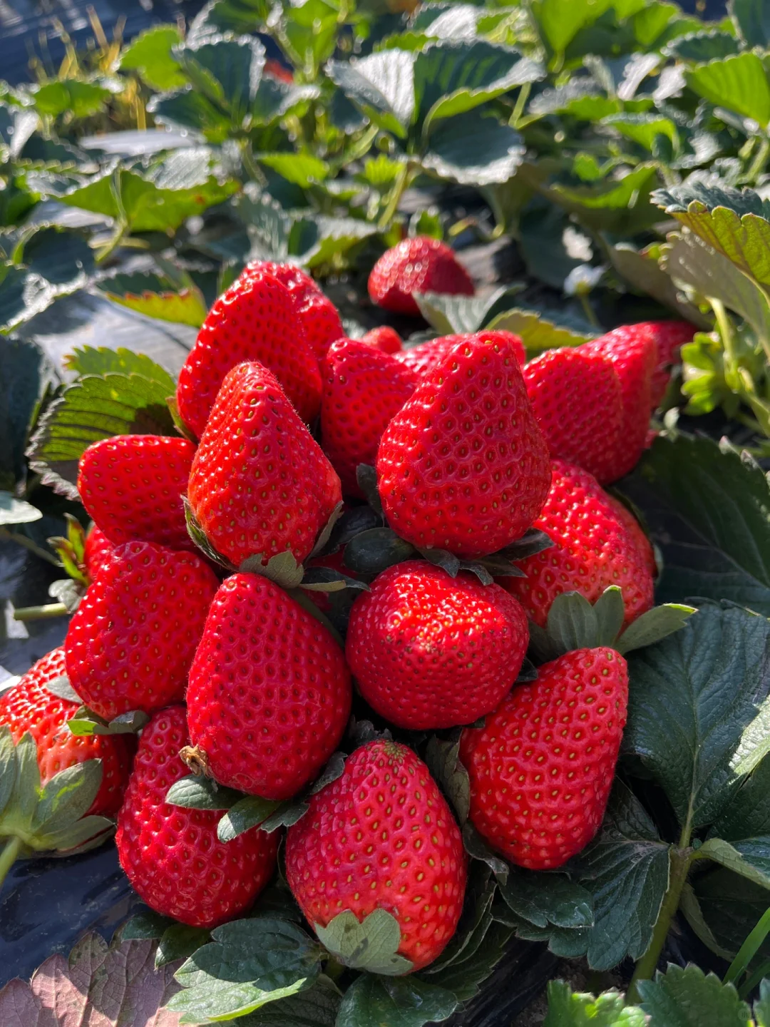 露天草莓🍓🍓新鲜美味，主打一个健康