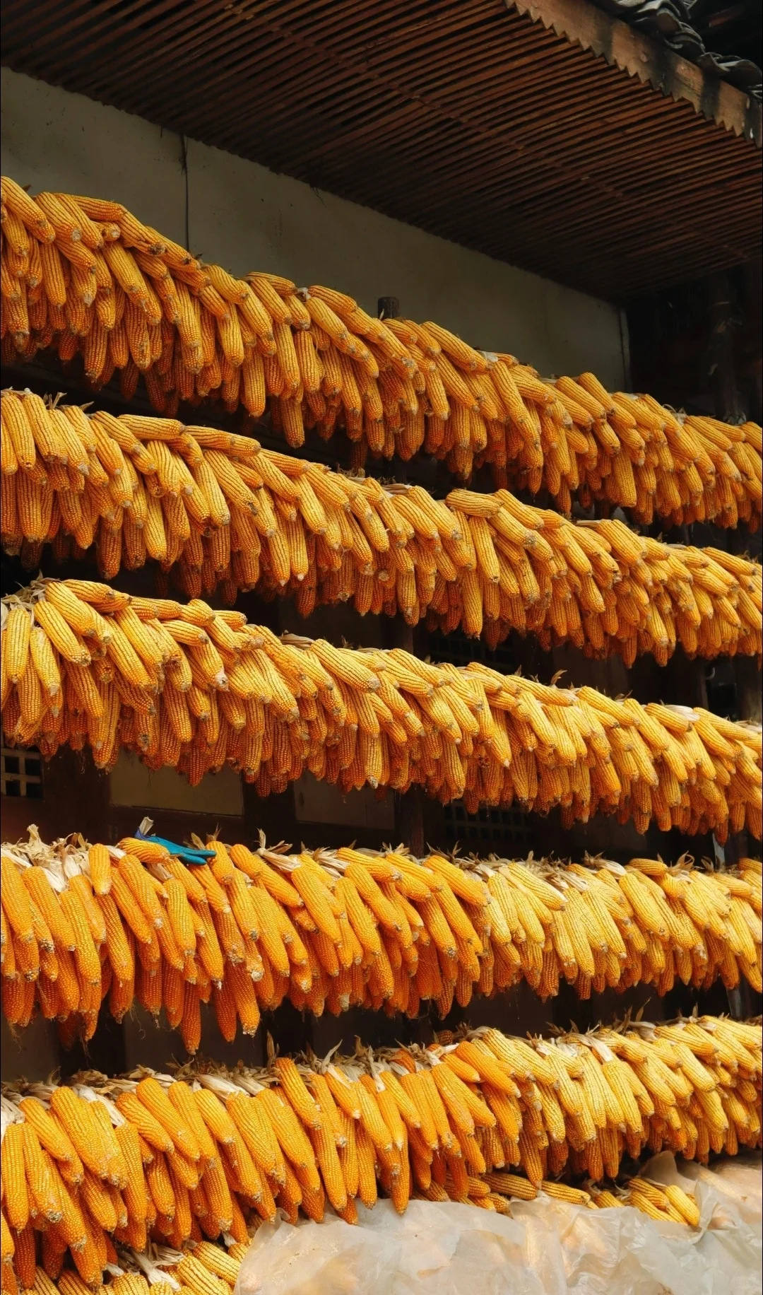 “ 不负秋光，好运满仓 … ” 丨...