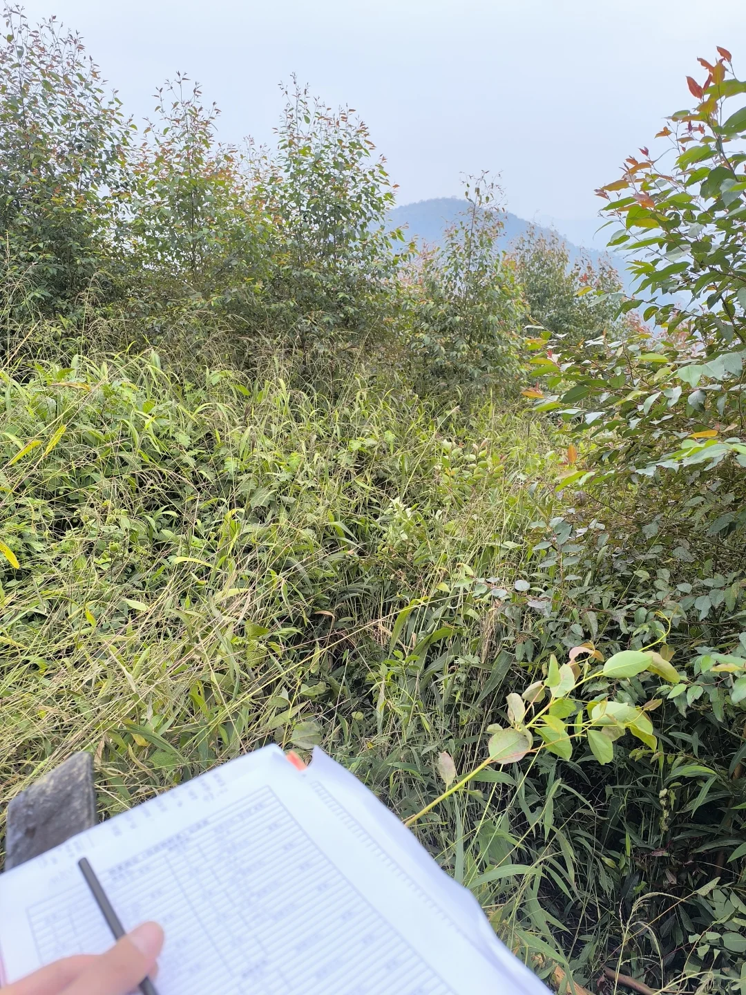 体验了一把林业员的日常