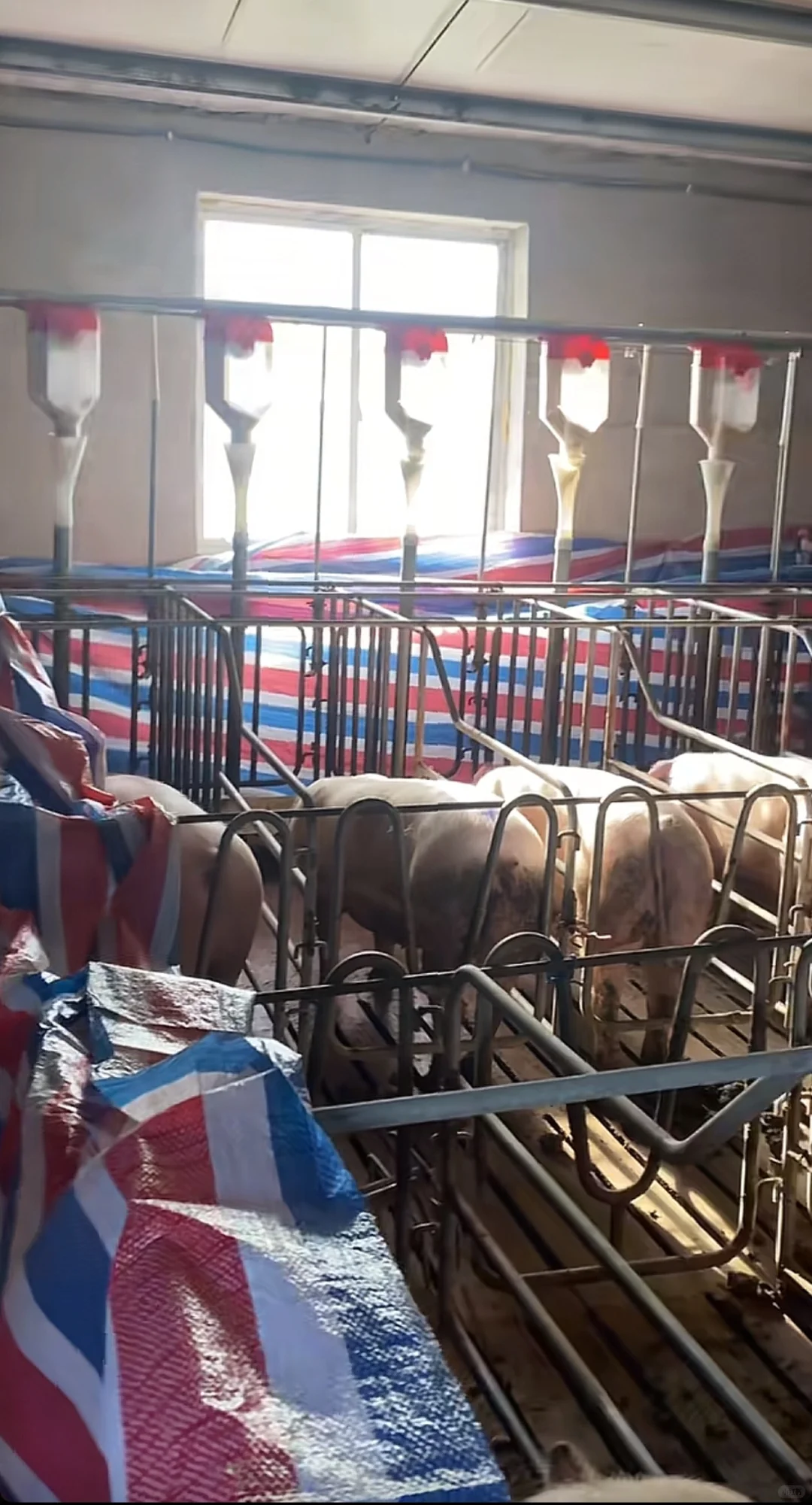 猪场离职半年，才发现所谓的自由只是你一厢