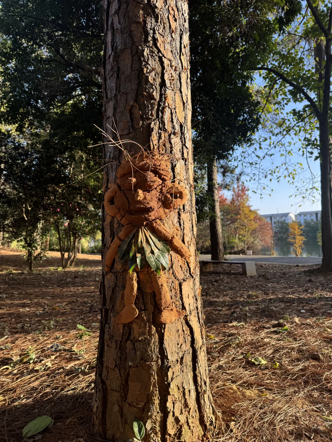 林科院里有什么