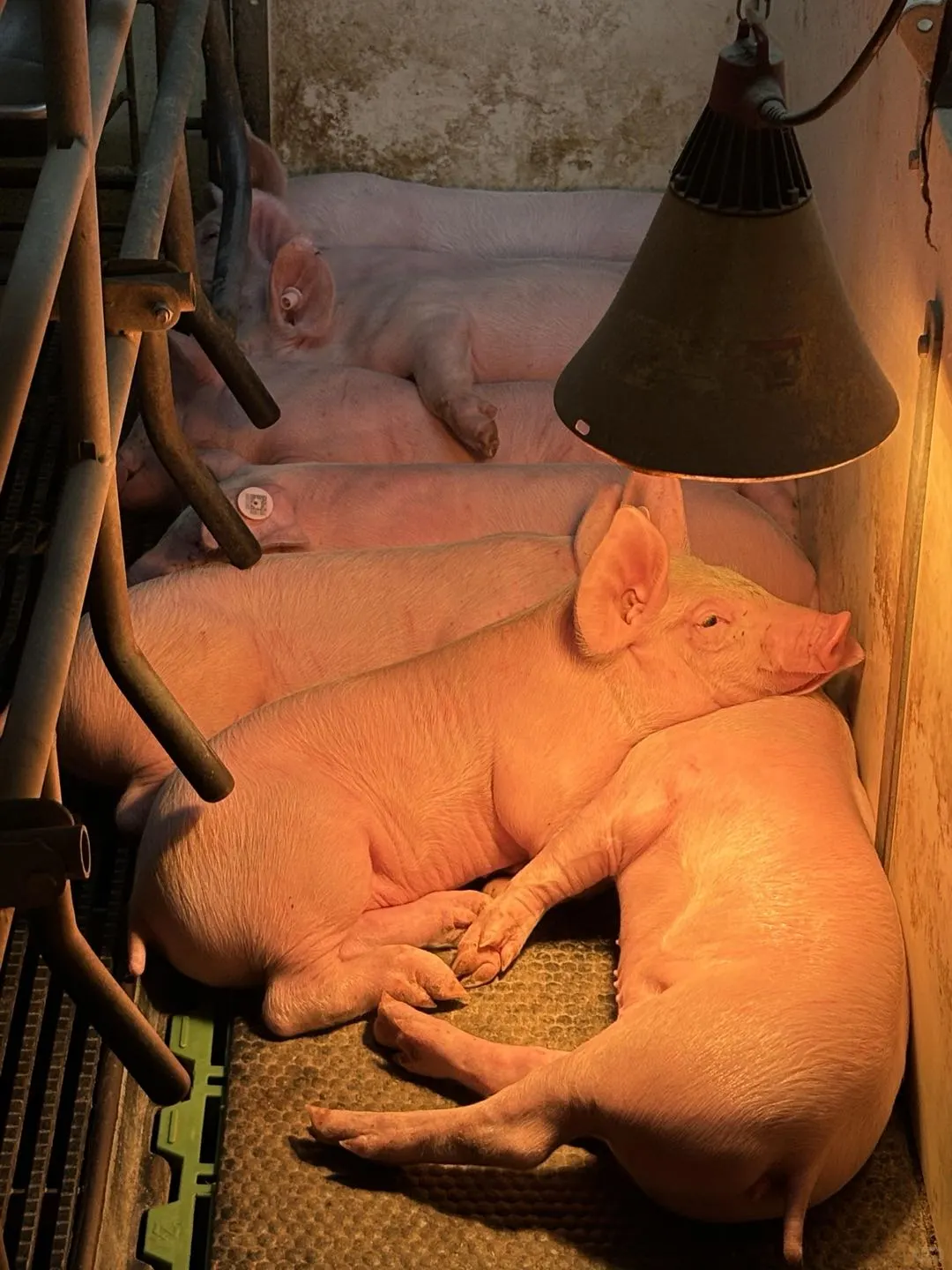 猪场离职半年，才发现所谓的自由只是你一厢