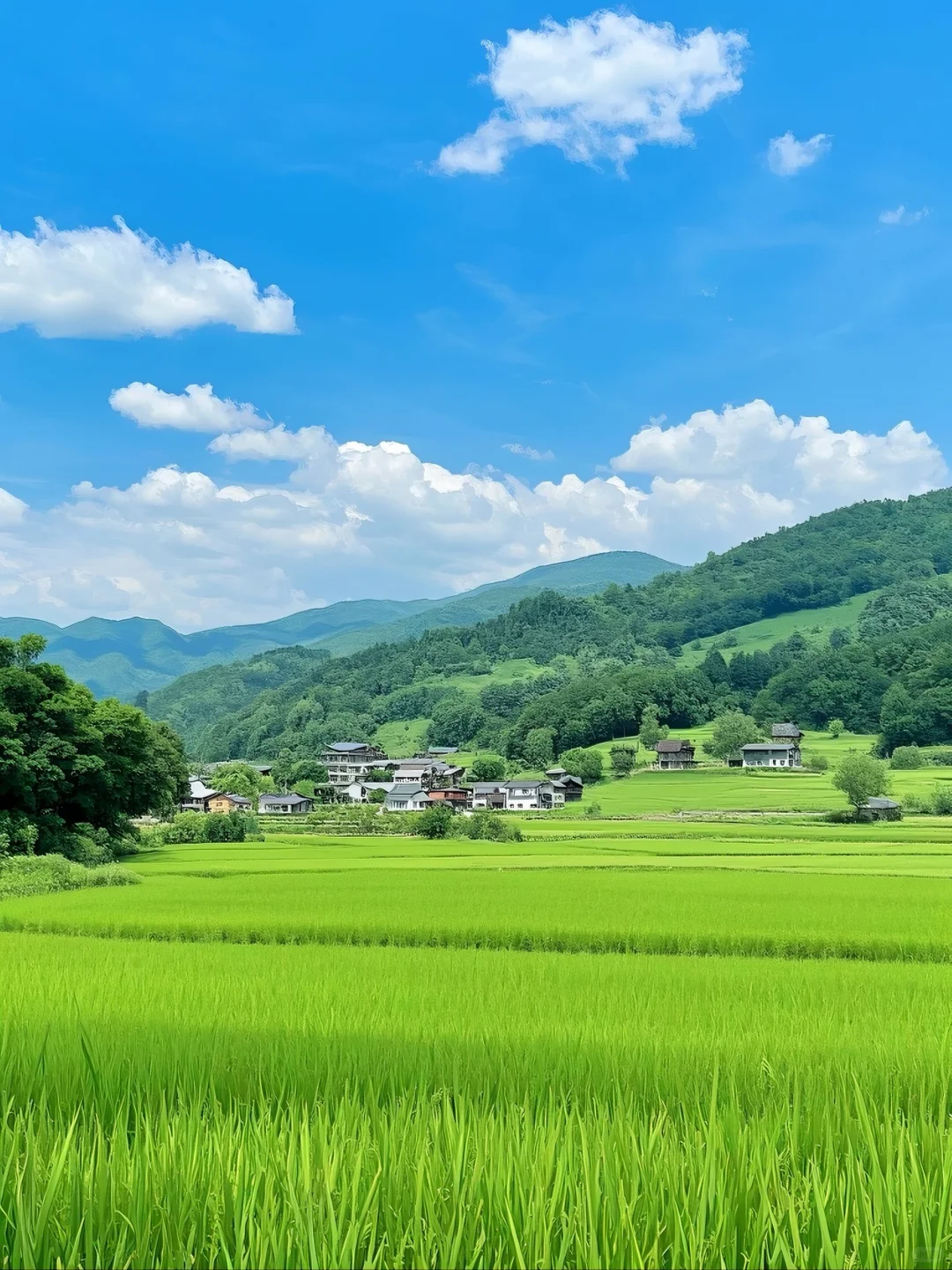 金秋稻浪，丰收在望，美丽的乡村风光