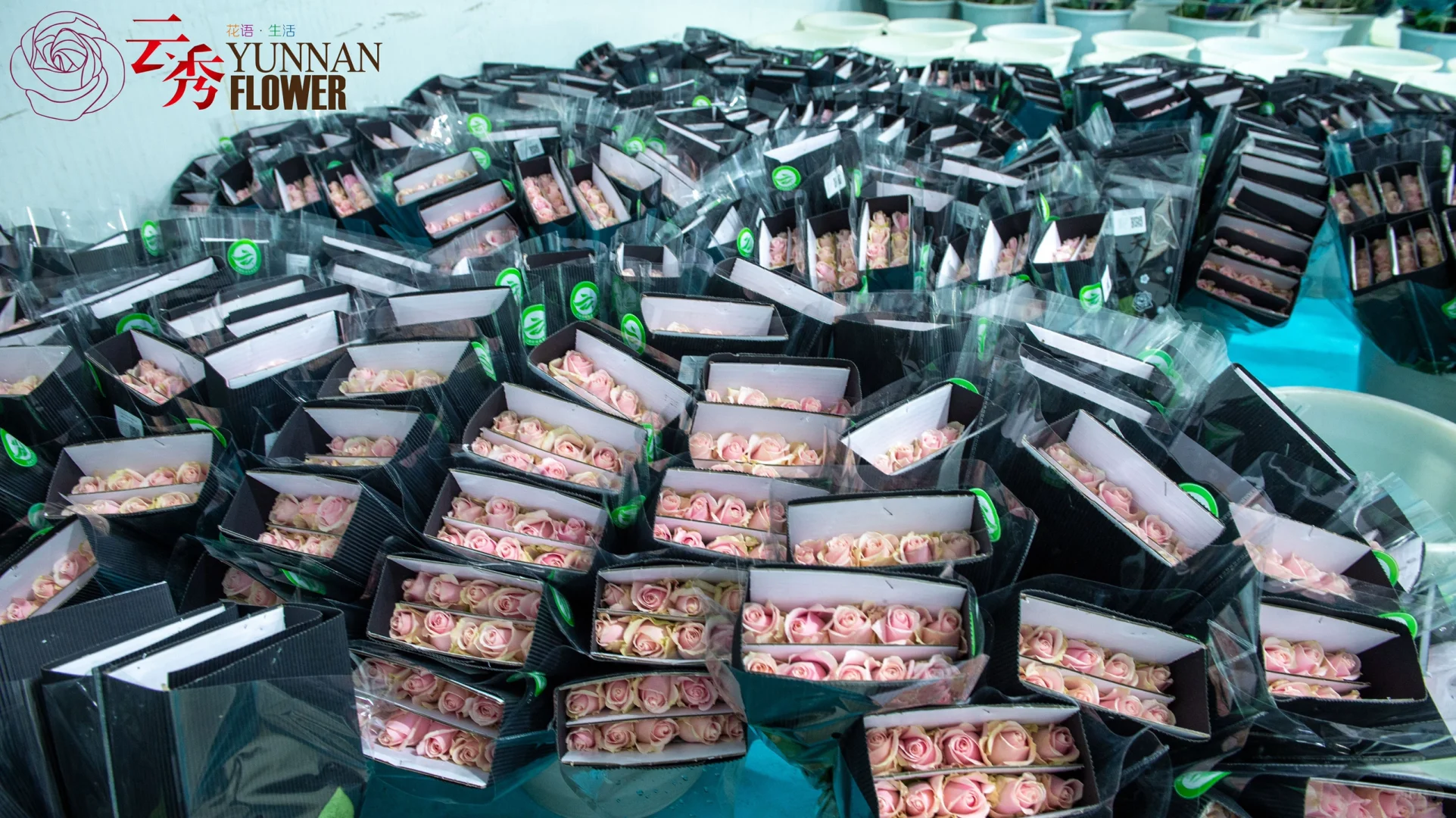 设施农业下盛开的云南鲜花-采后加工篇