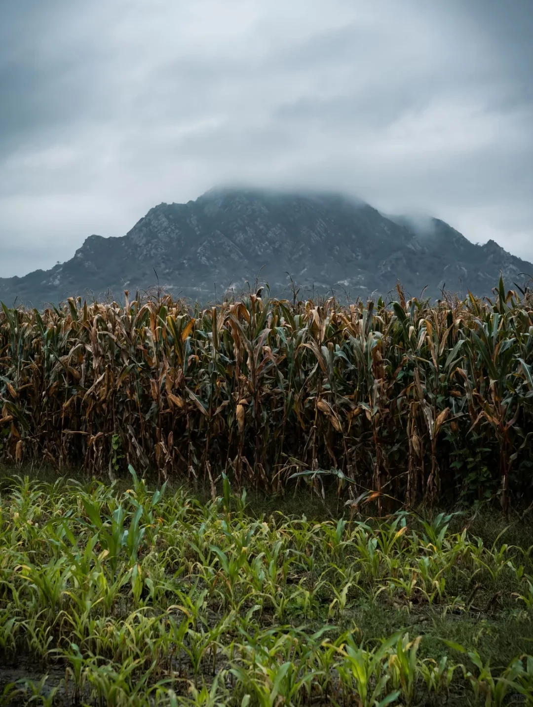 谁会想到这里会种玉米🌽