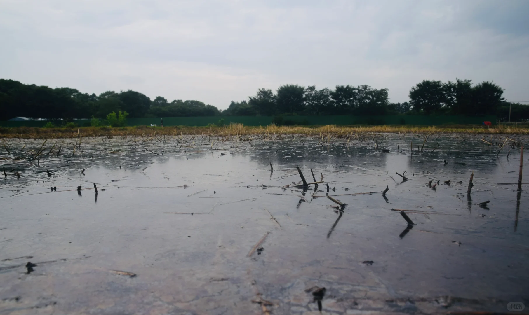 生态农场的机械困境：抢不过大户｜稻蚕共生