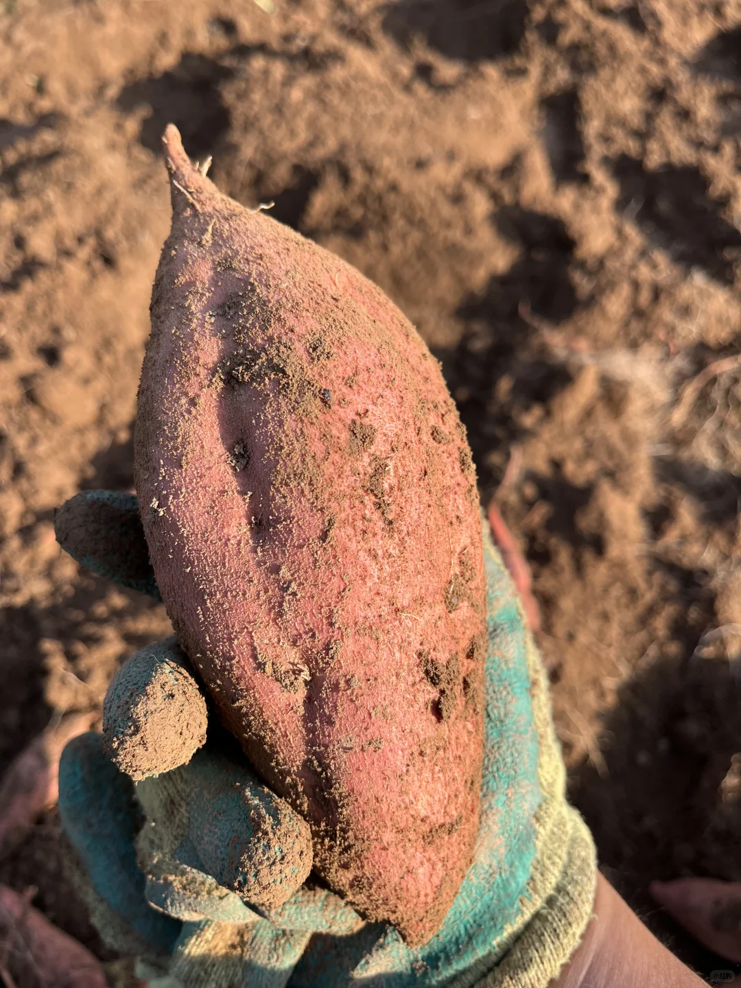 体验沉浸式挖红薯