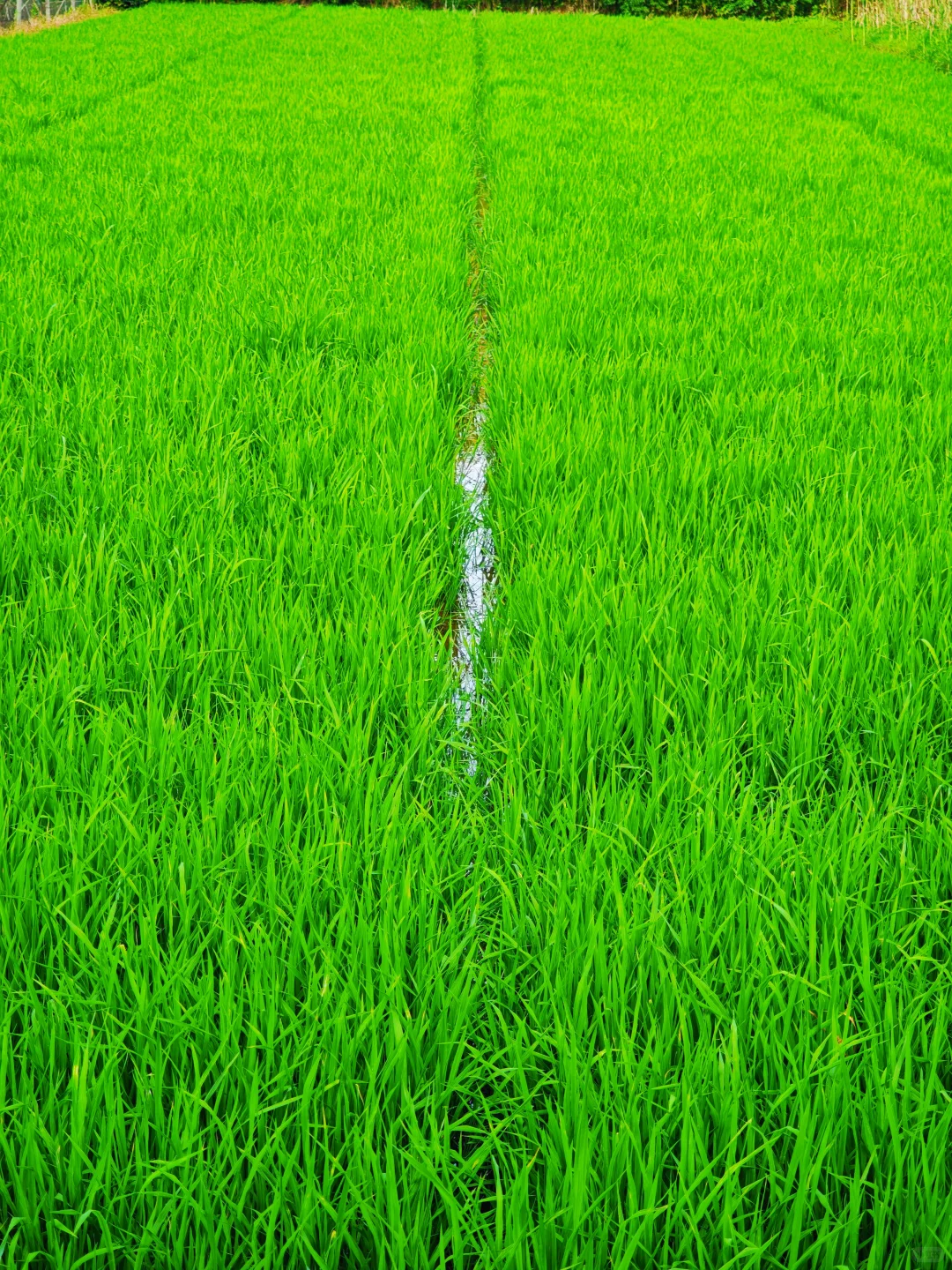 山居:七月的田野，远山、晨光、作物