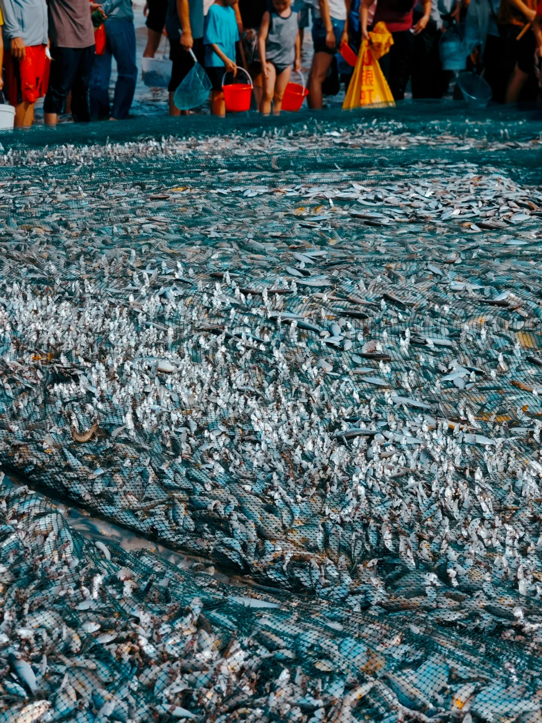 湛江开海啦|丰收季🐟