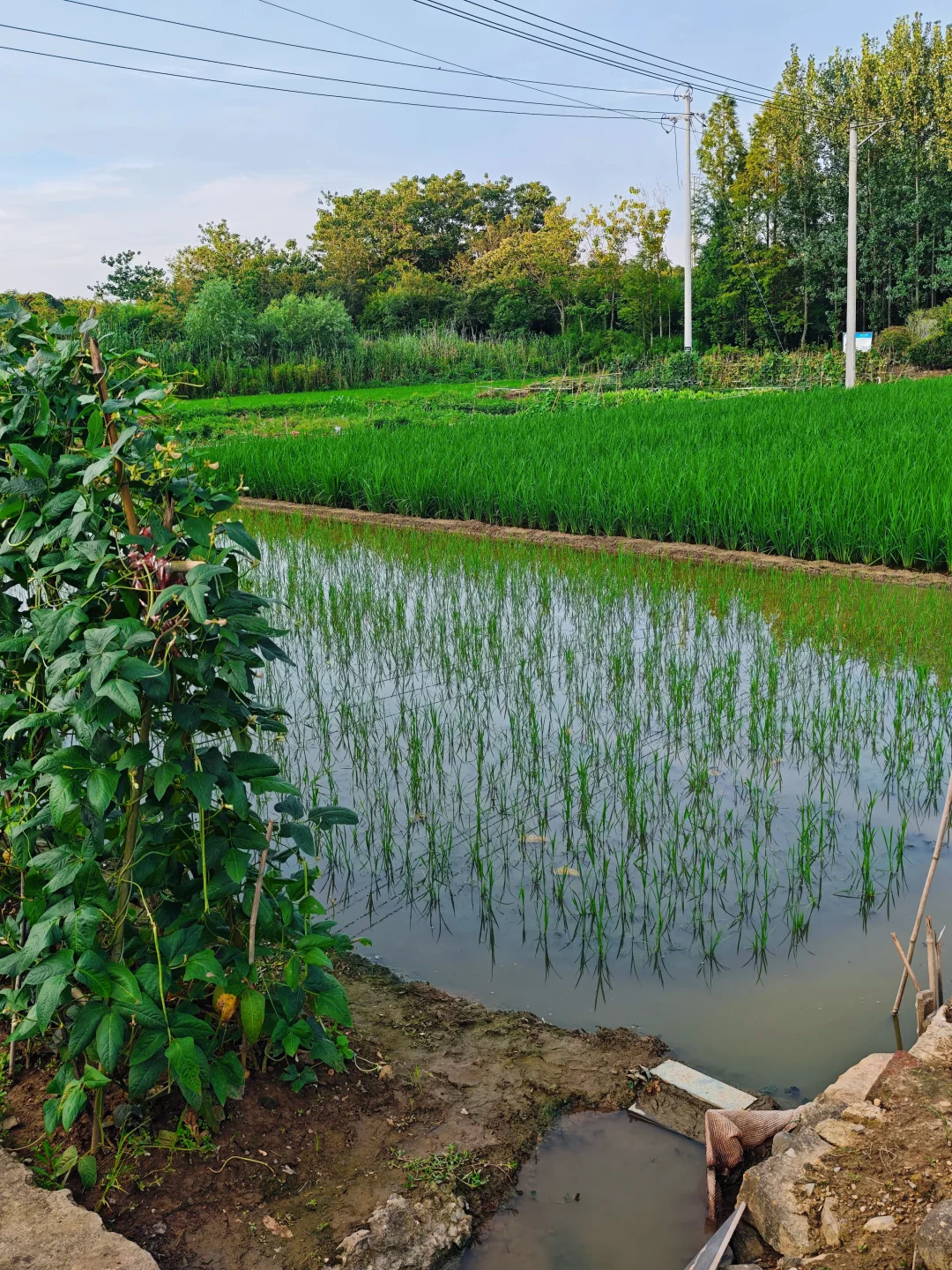 山居:七月的田野，远山、晨光、作物