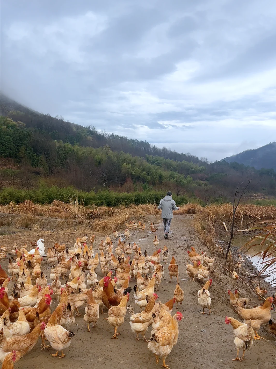 看鸡群和山，都好治愈~