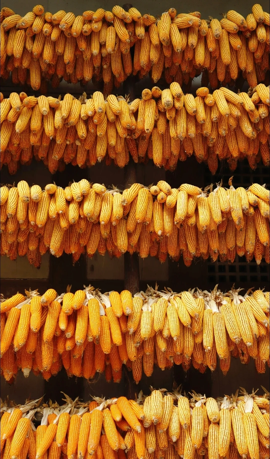 “ 不负秋光，好运满仓 … ” 丨...