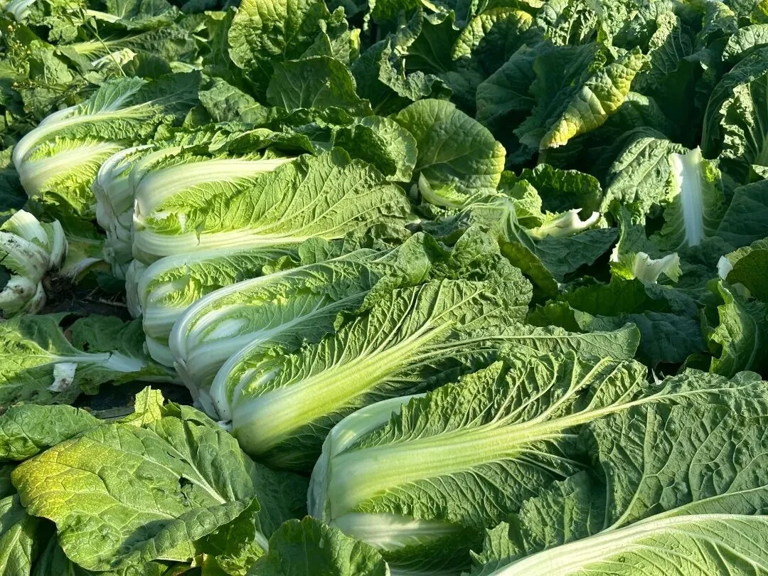 🍂 秋日丰收图鉴