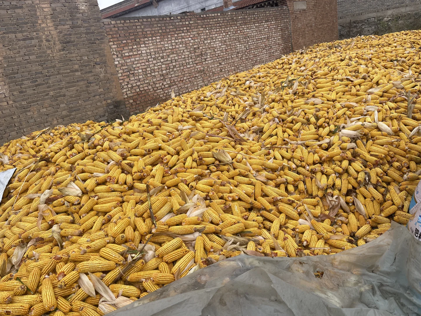 算了 和你们城里人说不清掰玉米👩‍🌾的快乐