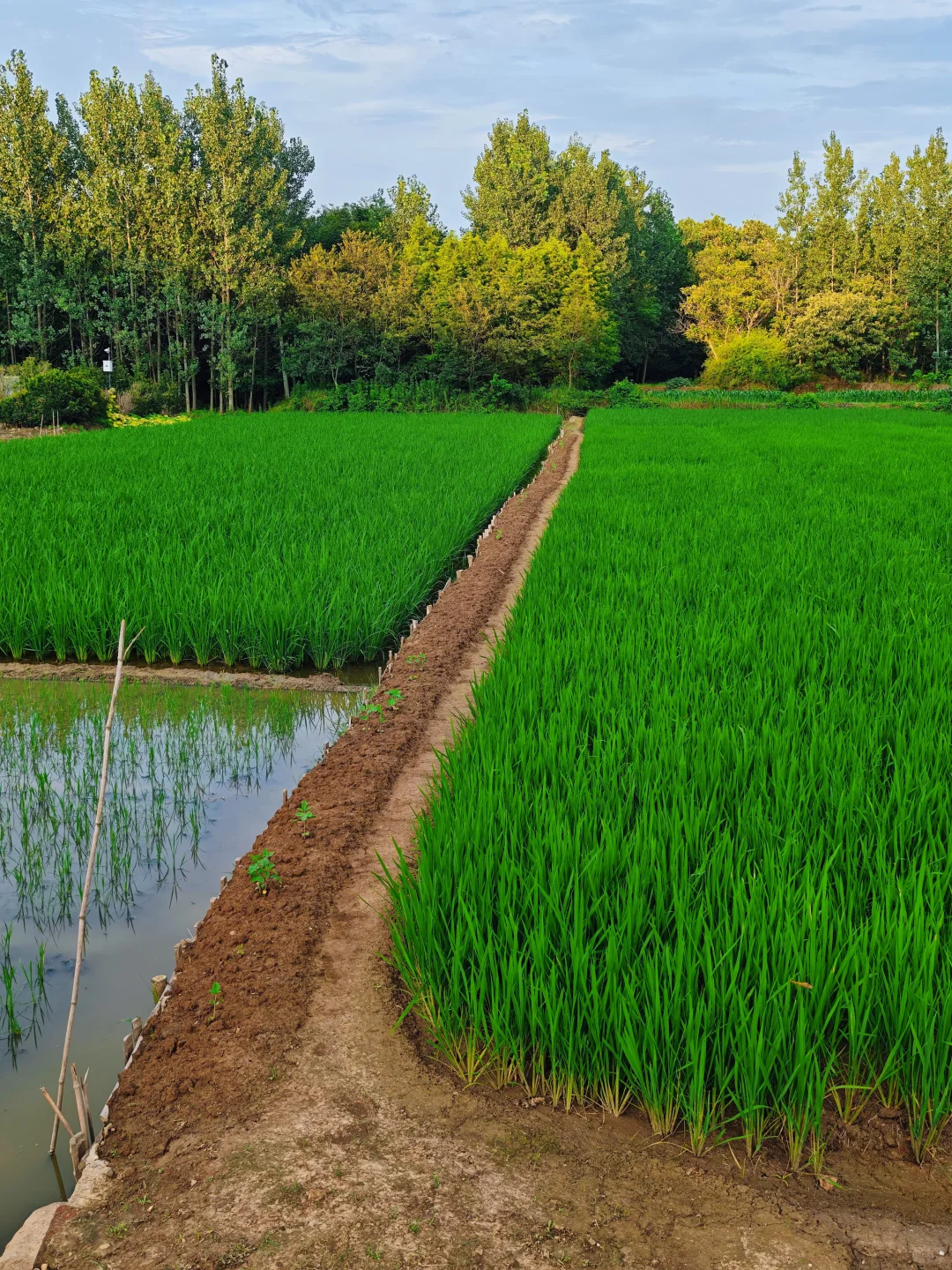 山居:七月的田野，远山、晨光、作物