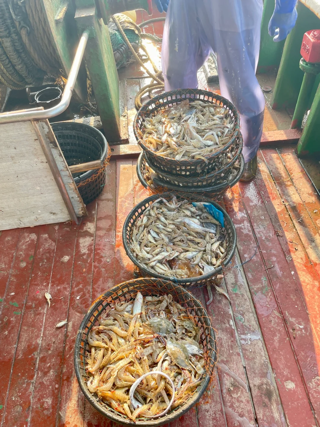 来舟山吧，捕一船16箱的鱼带回家