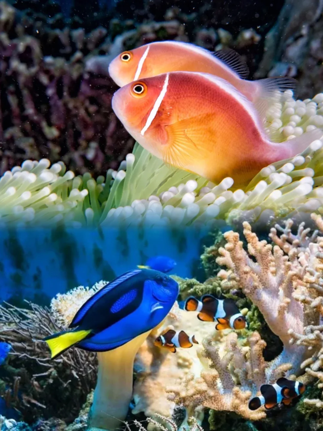 🐟潜入深海：渔业养殖的趣味科普🌊