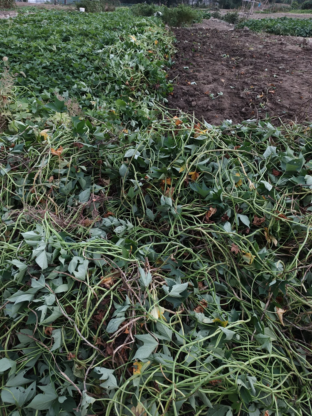 田园梦，我在上海浦江替大家试过了！