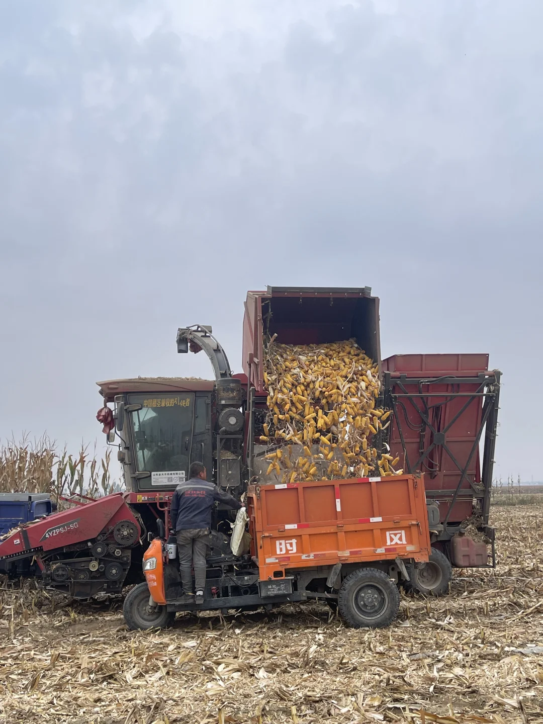 算了 和你们城里人说不清掰玉米👩‍🌾的快乐