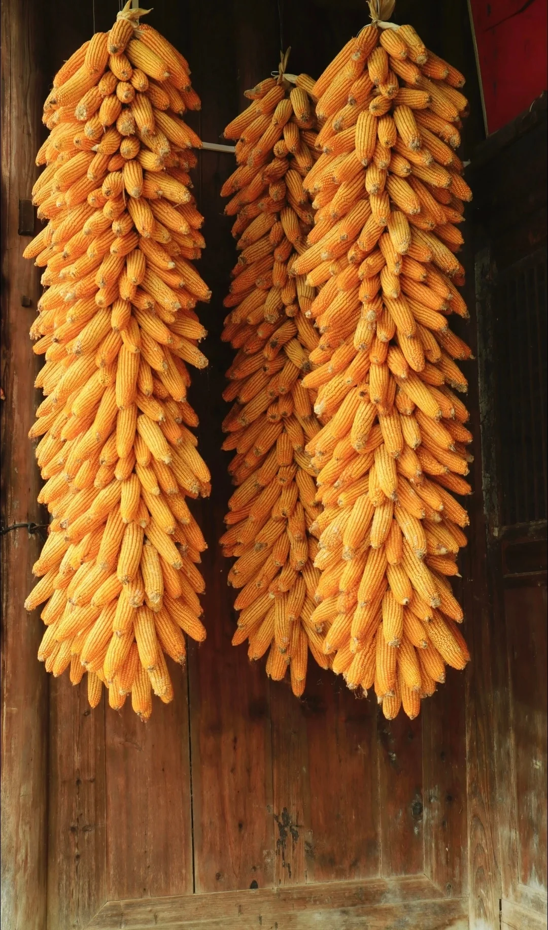 “ 不负秋光，好运满仓 … ” 丨...