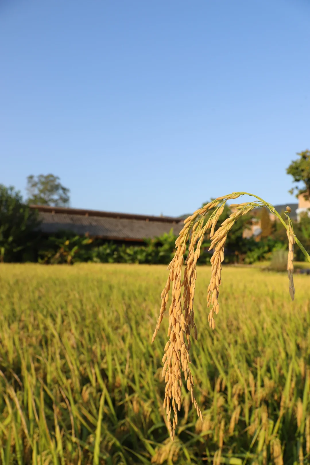 稻谷熟了｜秋天的味道金灿灿的