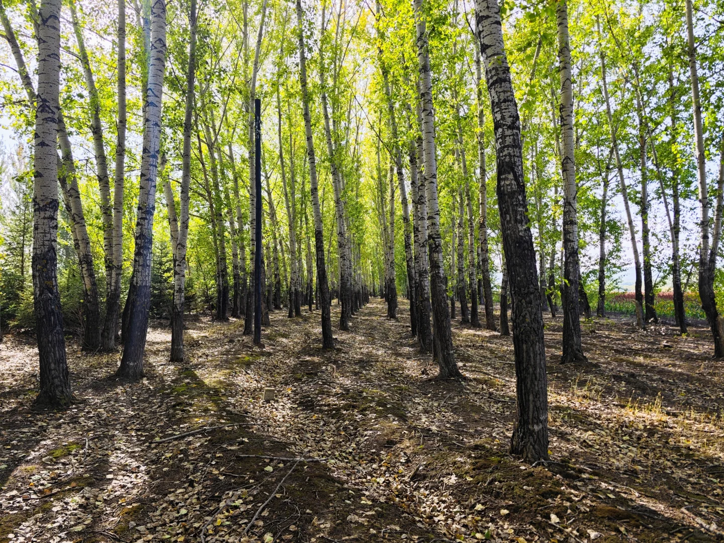 沃野千里，丰收在望