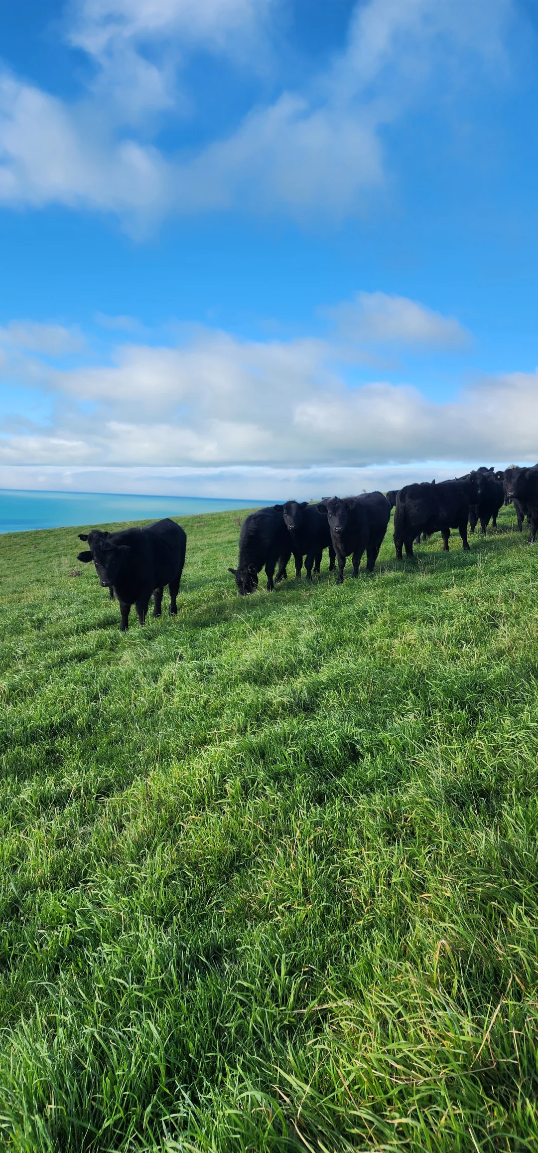 在新西兰做个牧场主的体验
