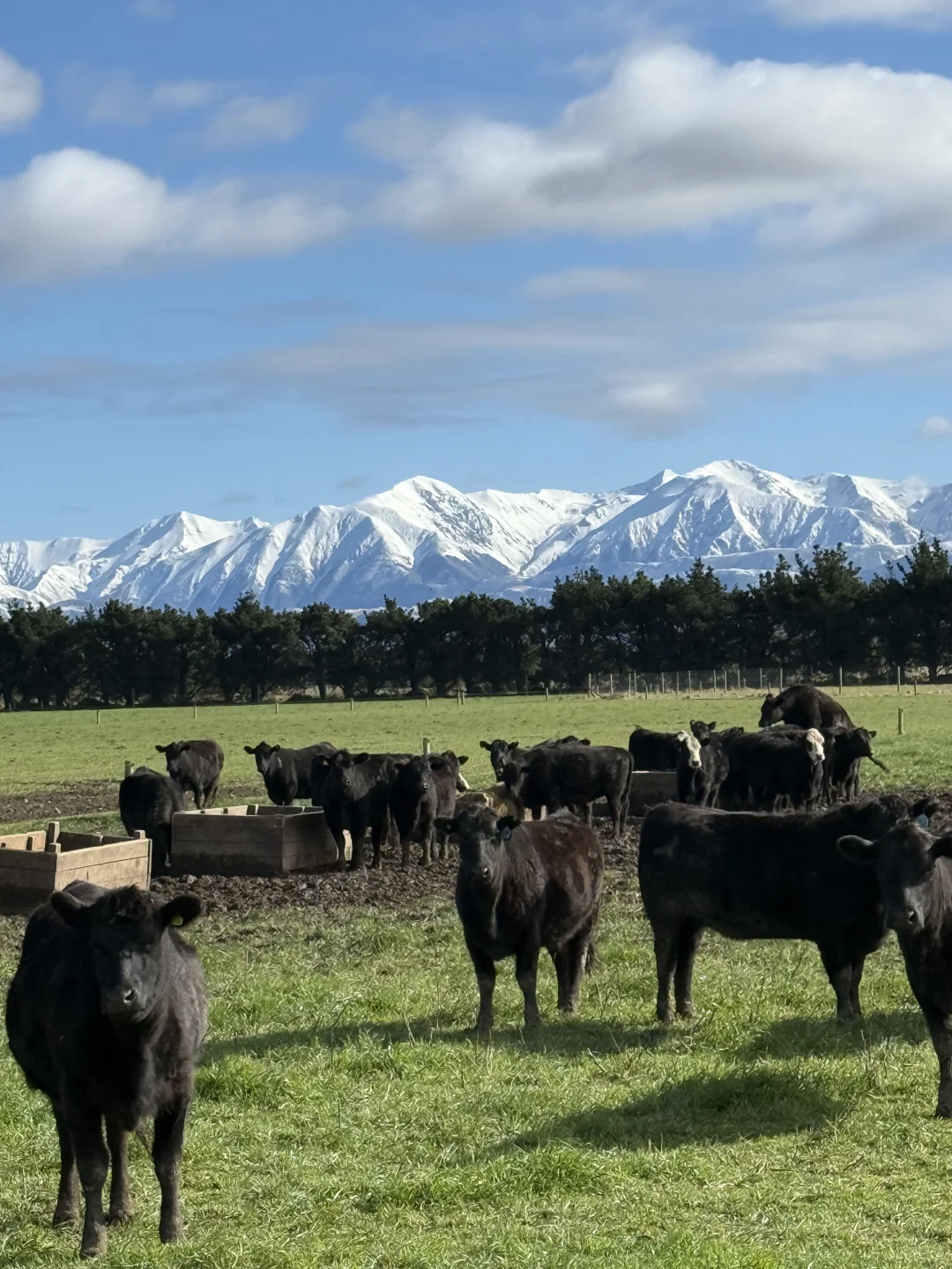 在新西兰做个牧场主的体验