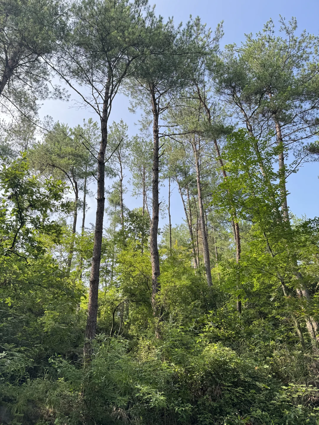 林业女研究生外业日常🧩