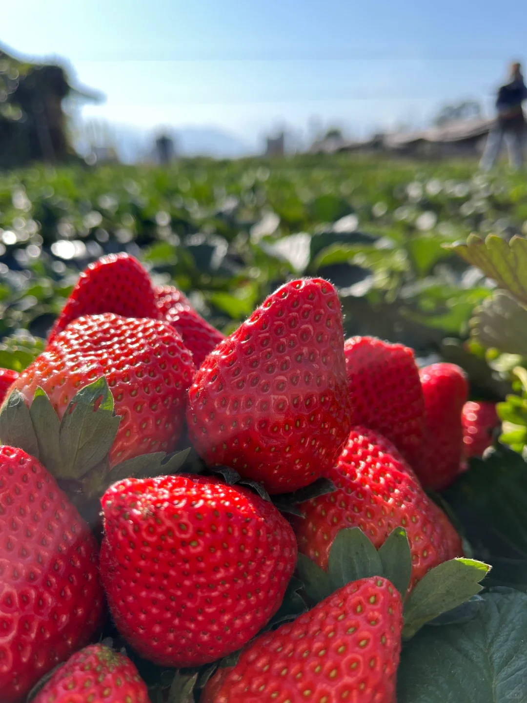 露天草莓🍓🍓新鲜美味，主打一个健康