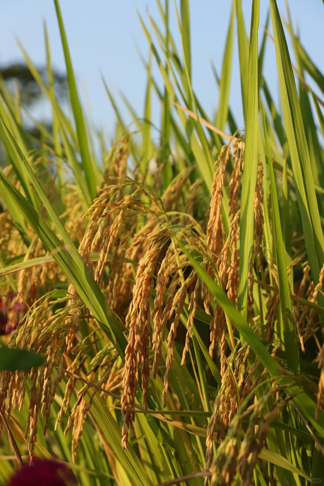 稻谷熟了｜秋天的味道金灿灿的