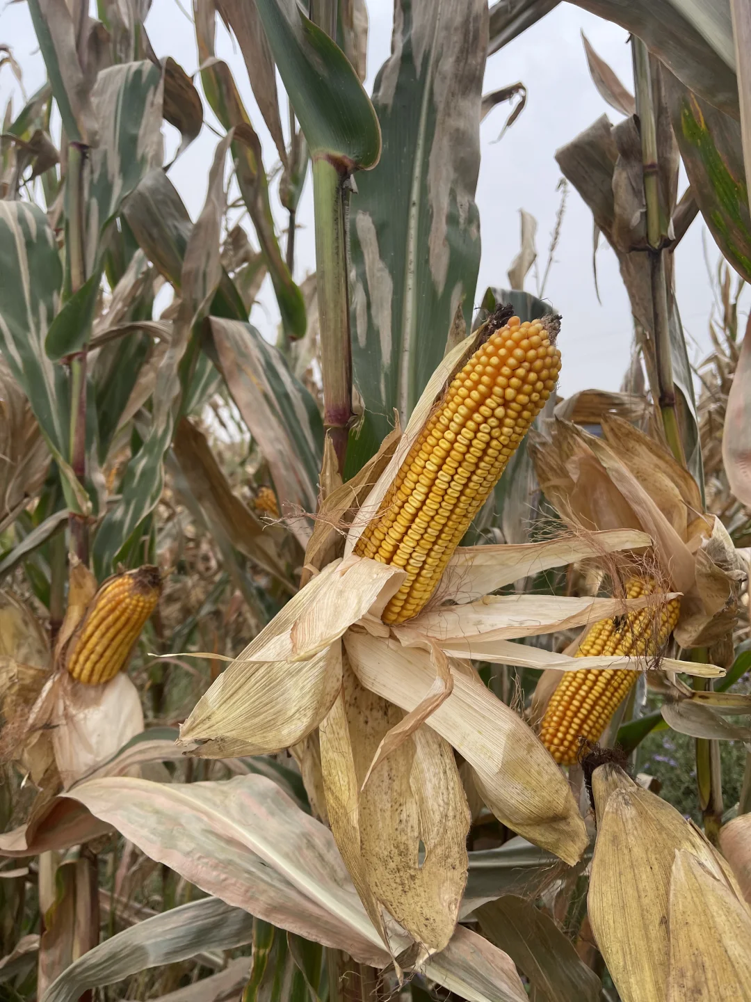 算了 和你们城里人说不清掰玉米👩‍🌾的快乐