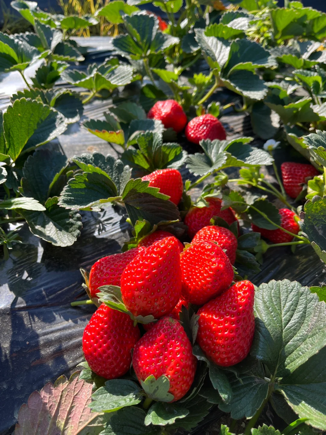 露天草莓🍓🍓新鲜美味，主打一个健康