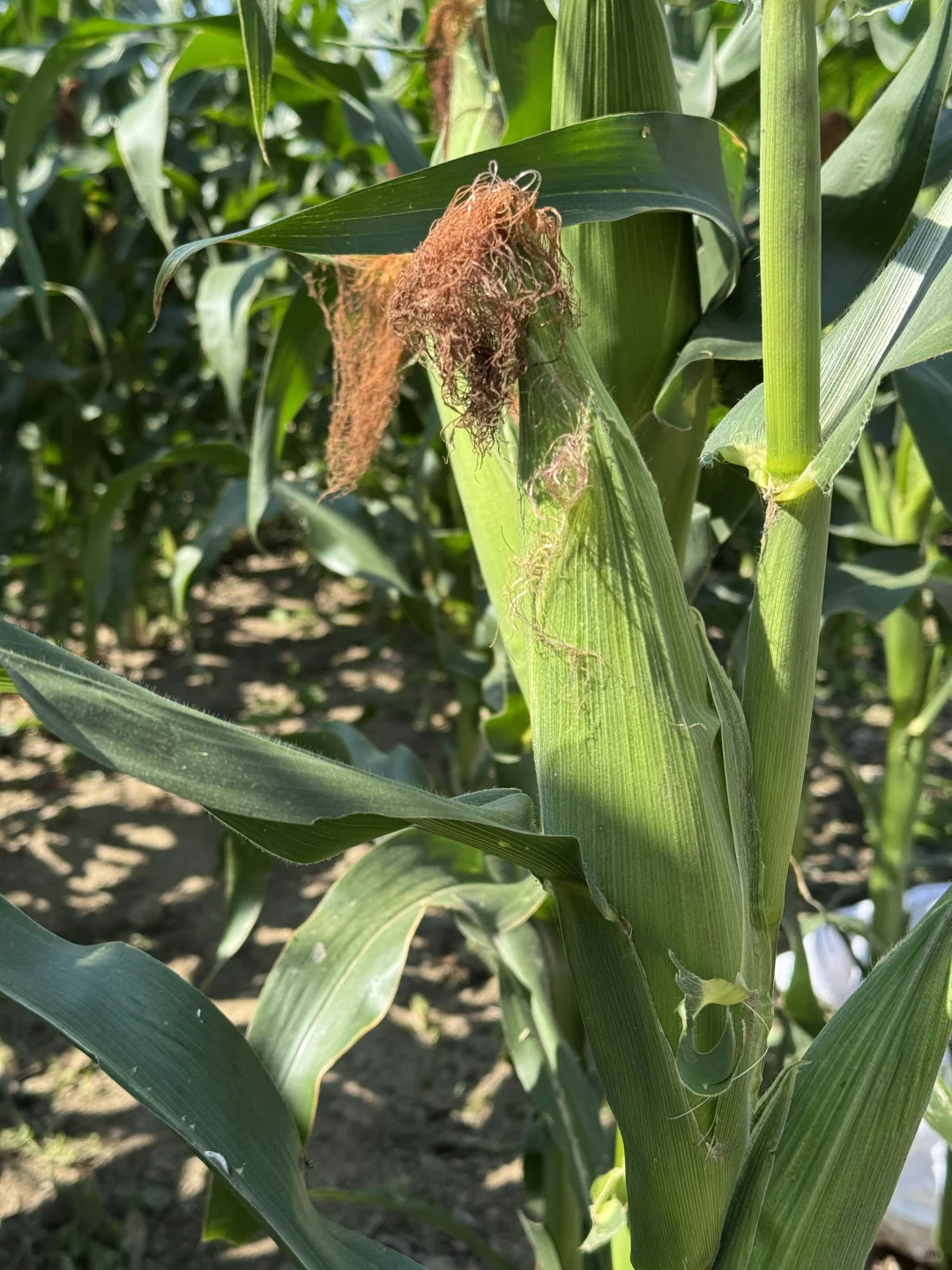 风吹麦浪，玉米熟了