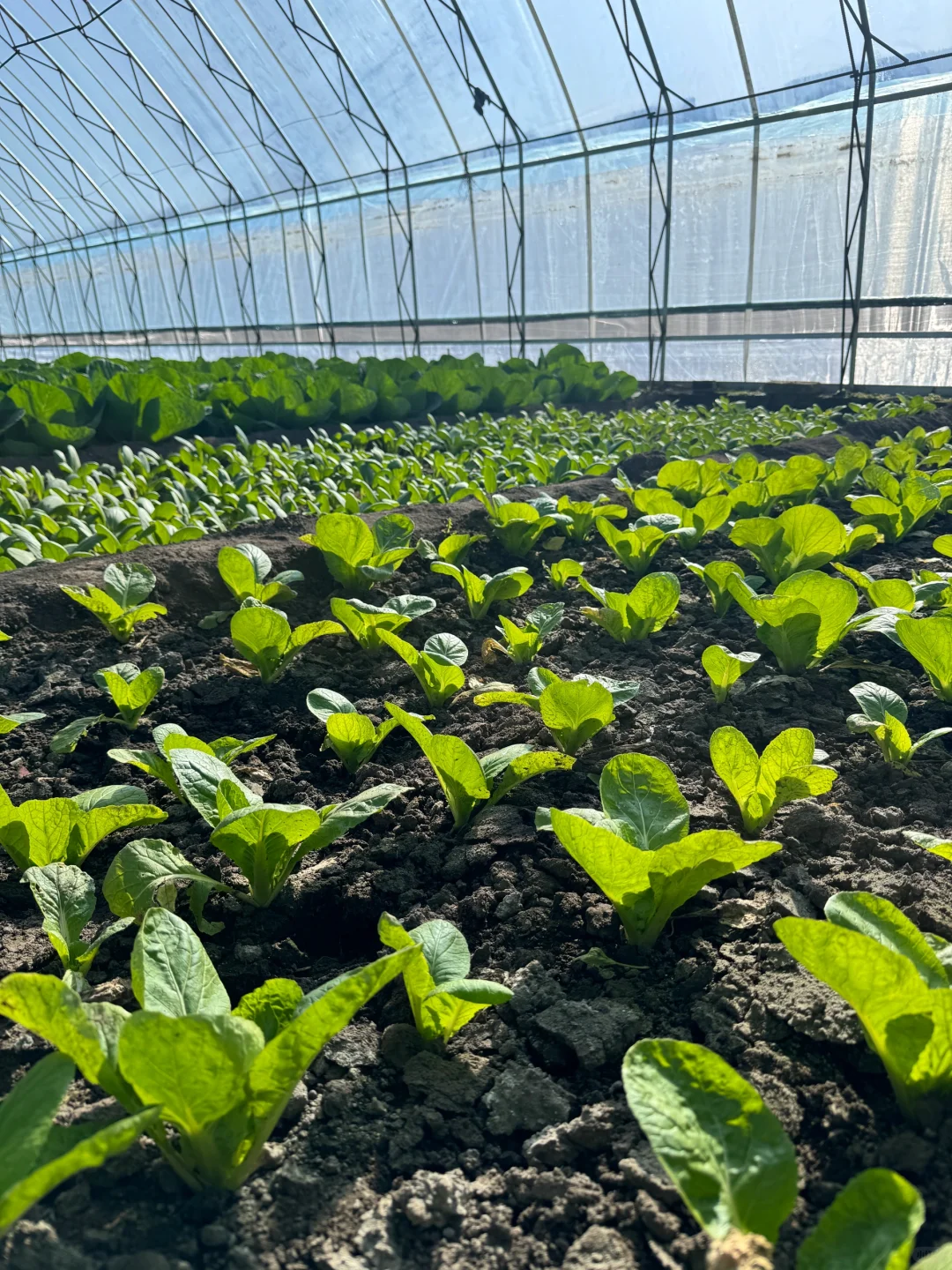 十二月也要加油哦