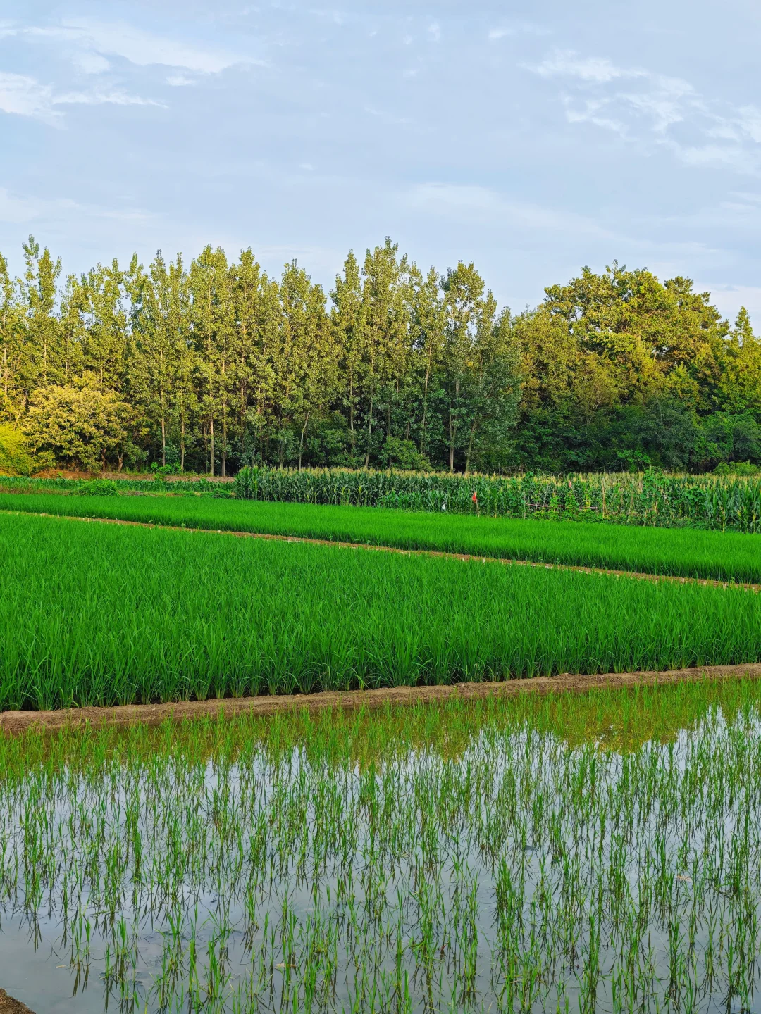 山居:七月的田野，远山、晨光、作物