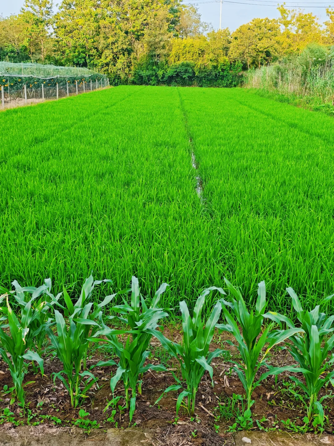 山居:七月的田野，远山、晨光、作物