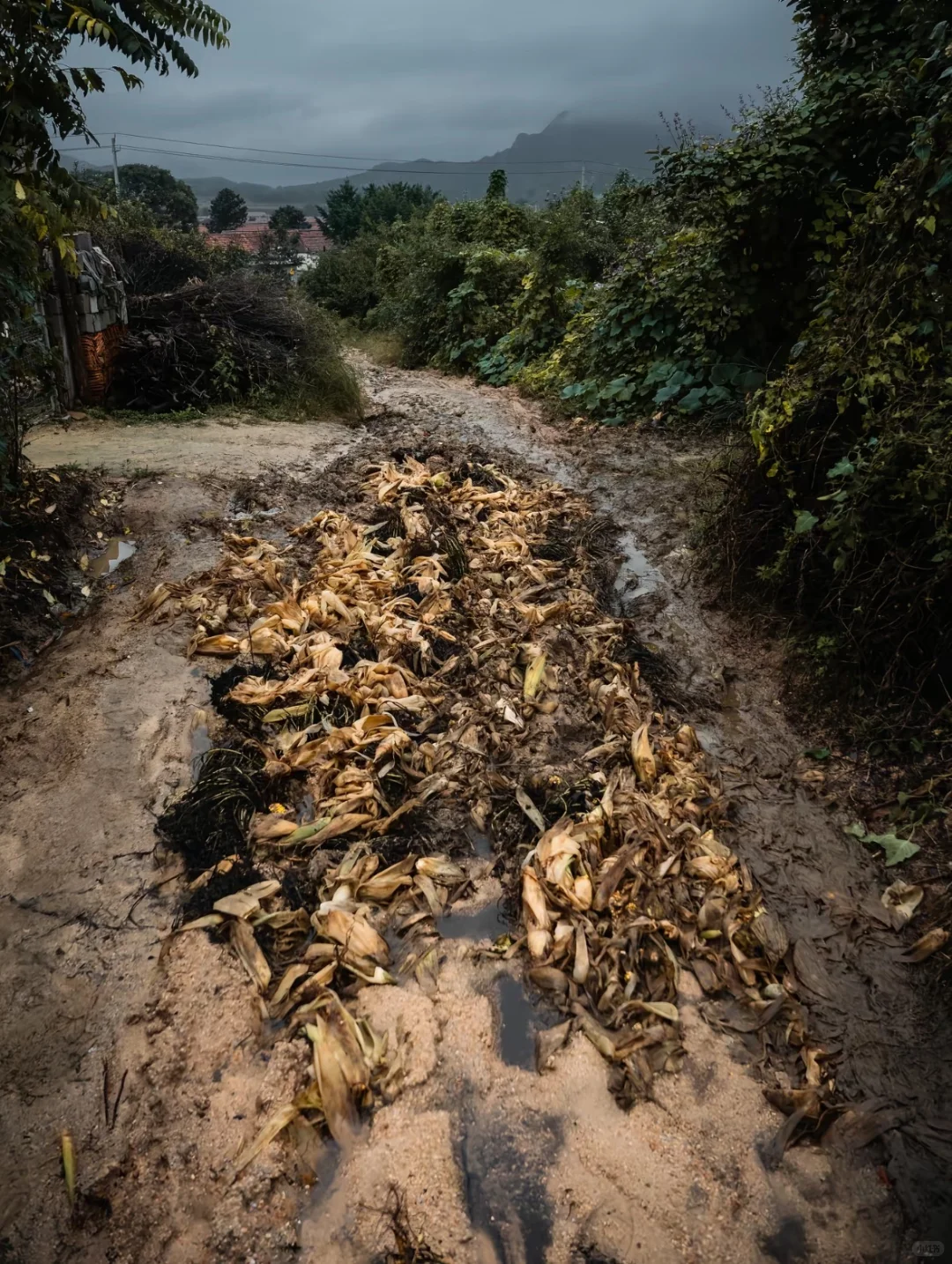 谁会想到这里会种玉米🌽