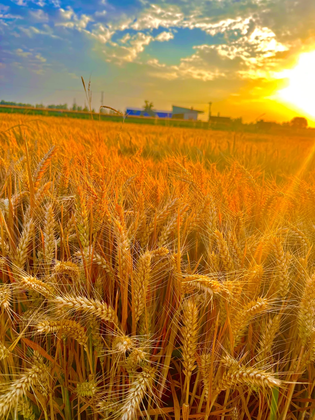 🌾🌾 金色麦浪 田野的色彩