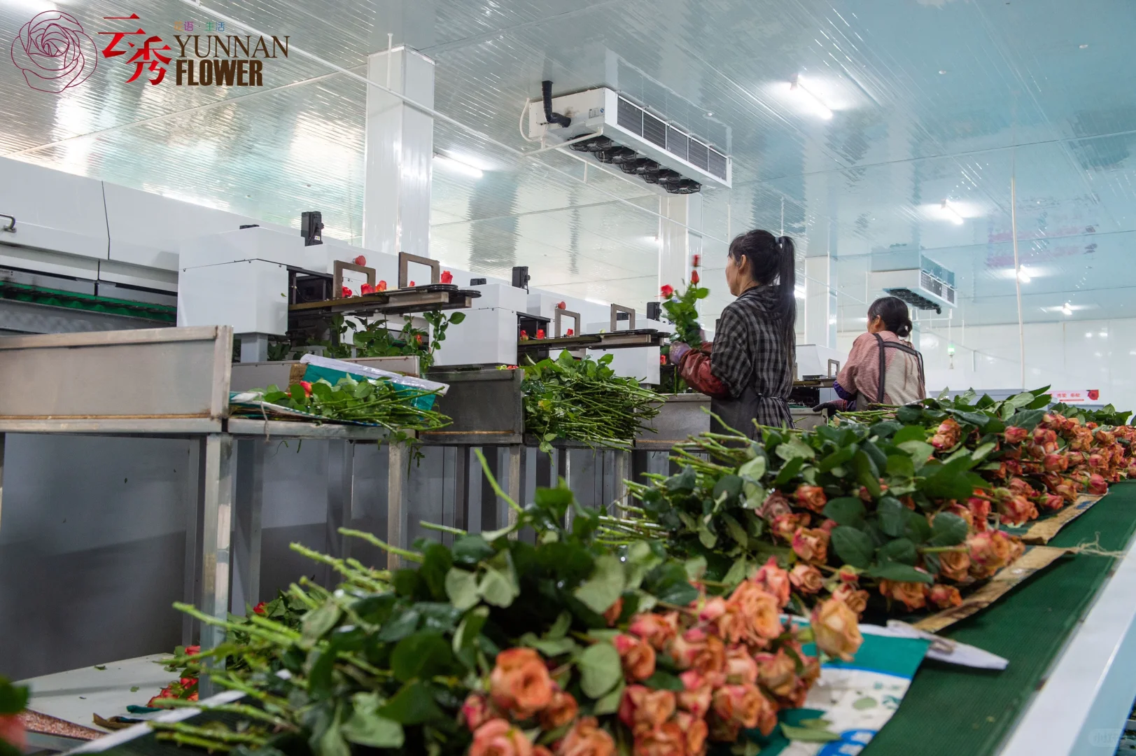 设施农业下盛开的云南鲜花-采后加工篇