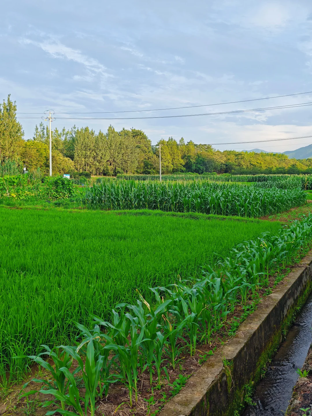山居:七月的田野，远山、晨光、作物