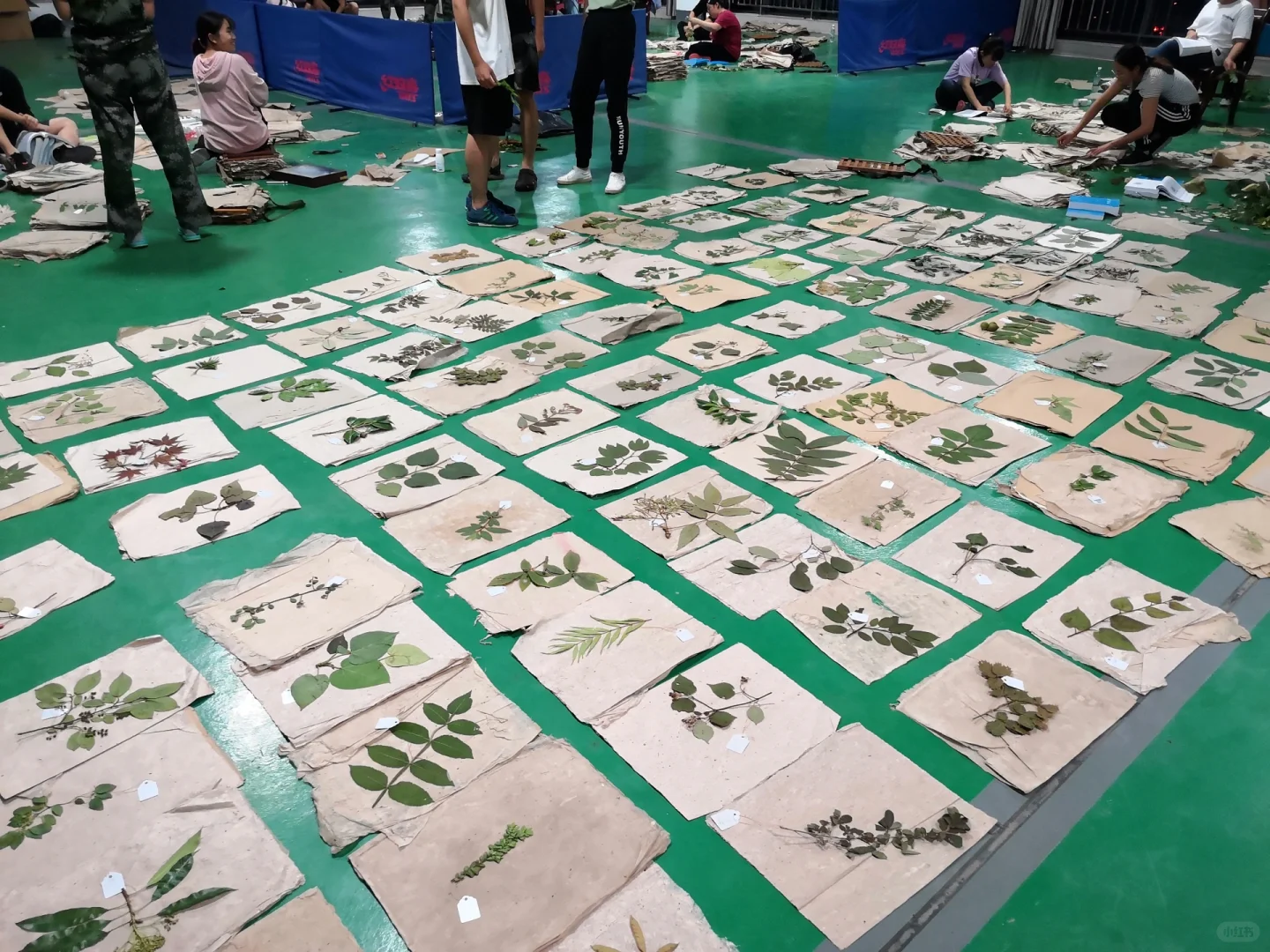 林学到底是什么东西我浅谈一下