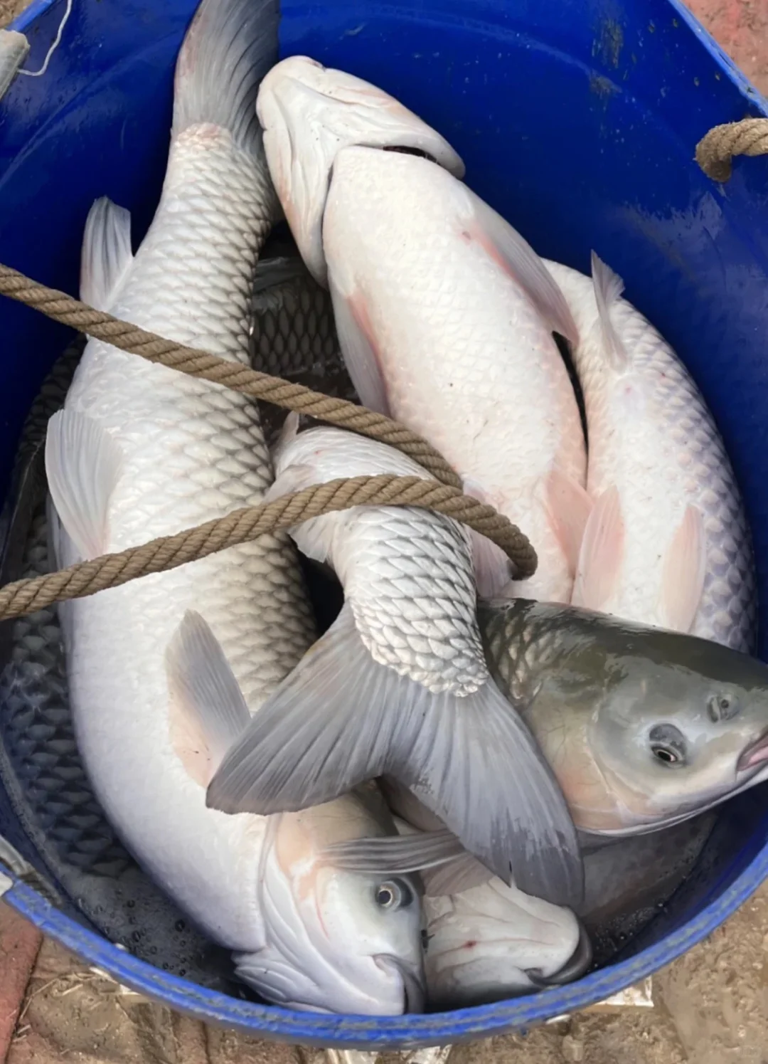 00后水产养殖户的一天