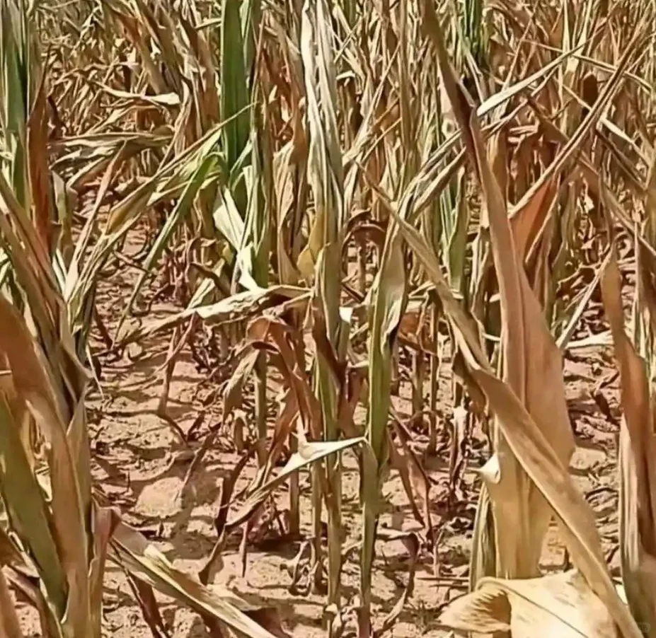 河南遭遇近25年以来最严重旱情 让人心疼！