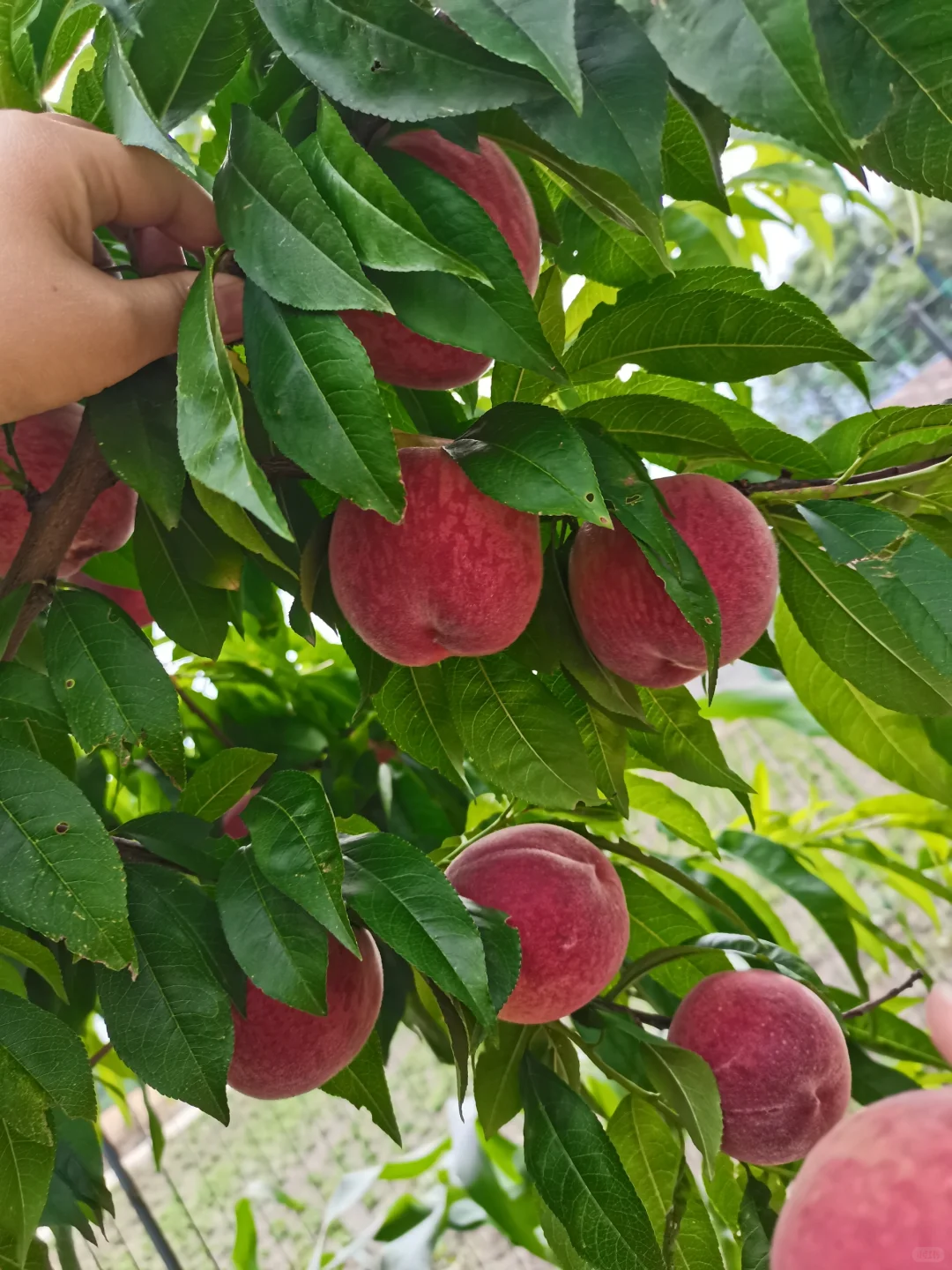 早知道超市十几块一斤，我就背回苏州卖了！