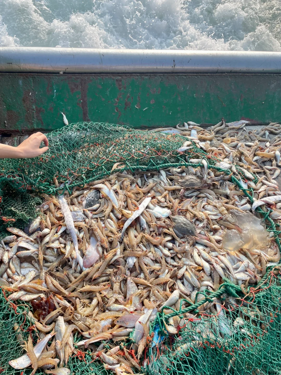 来舟山吧，捕一船16箱的鱼带回家