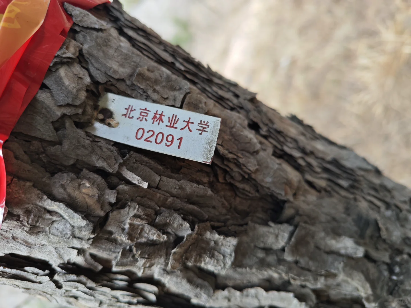 今年外调终于要结束了！