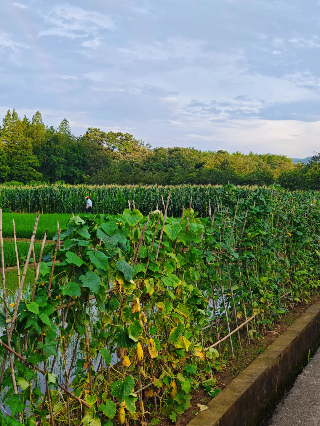 山居:七月的田野，远山、晨光、作物