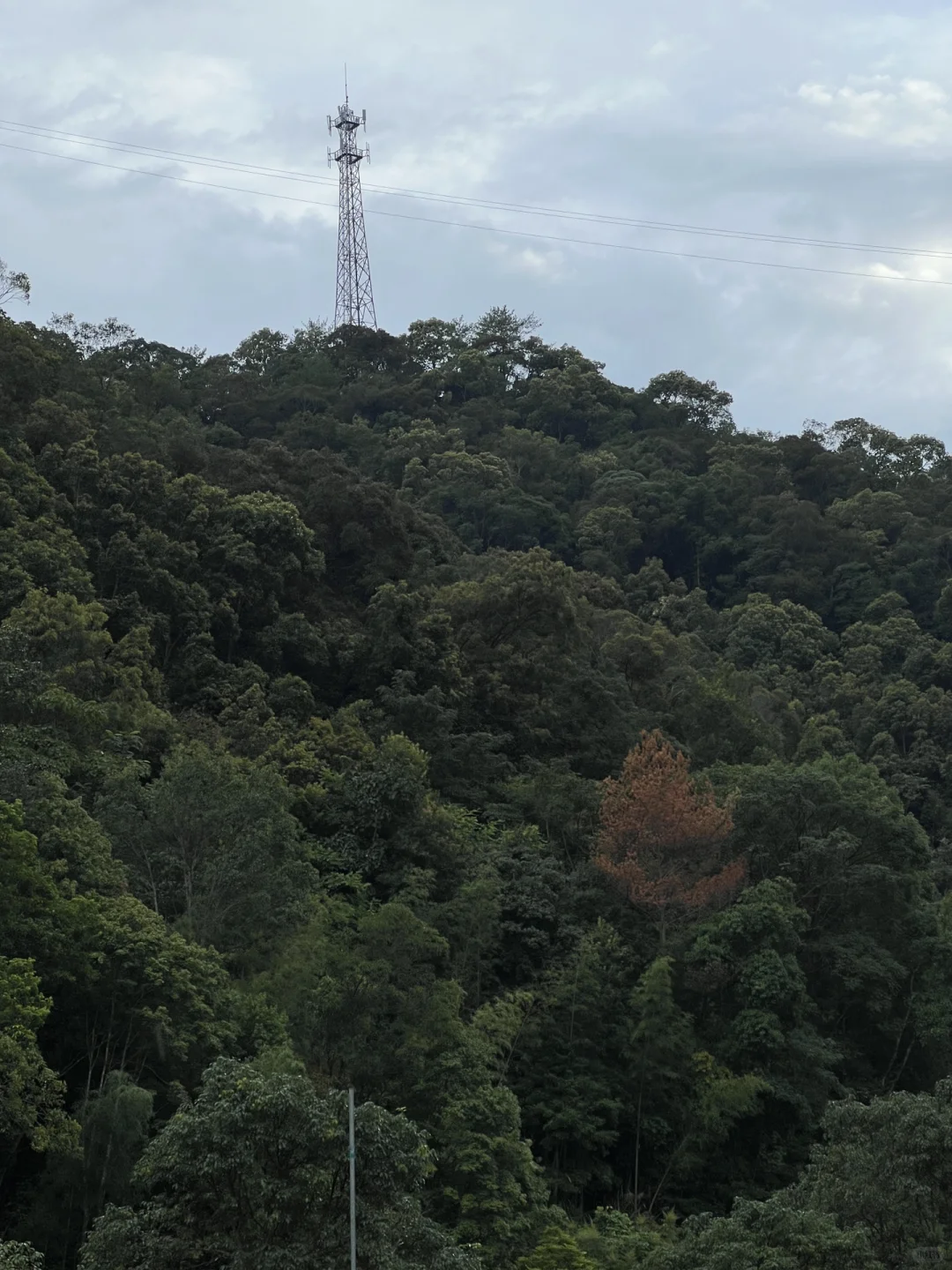 在林场生活的第247天