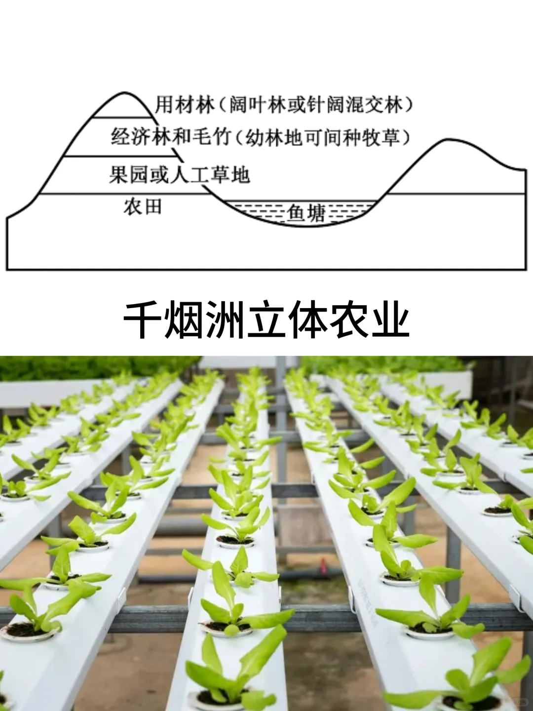 高中地理知识：3️⃣种立体农业
